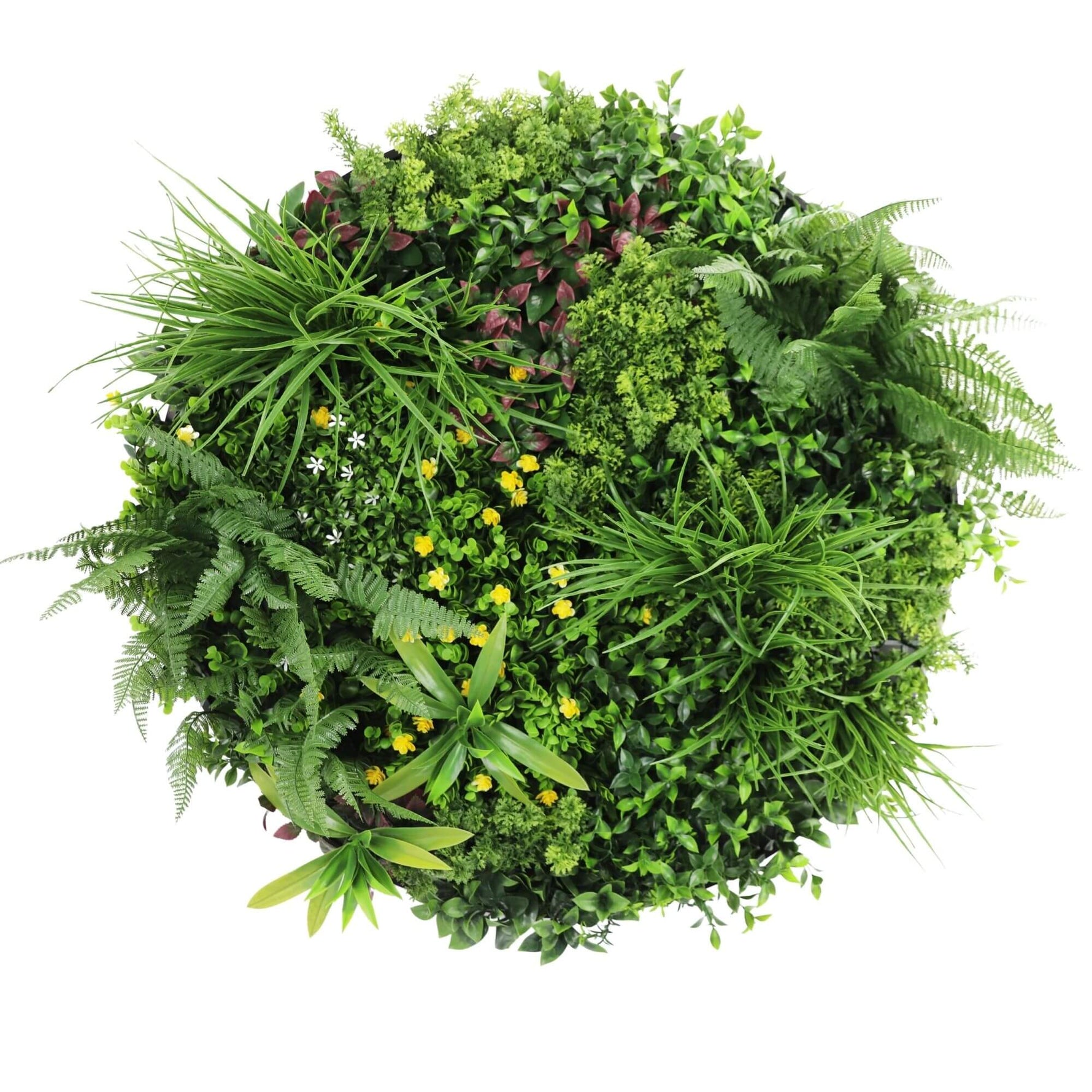 Top-down view of a spherical arrangement of green plants on a white background