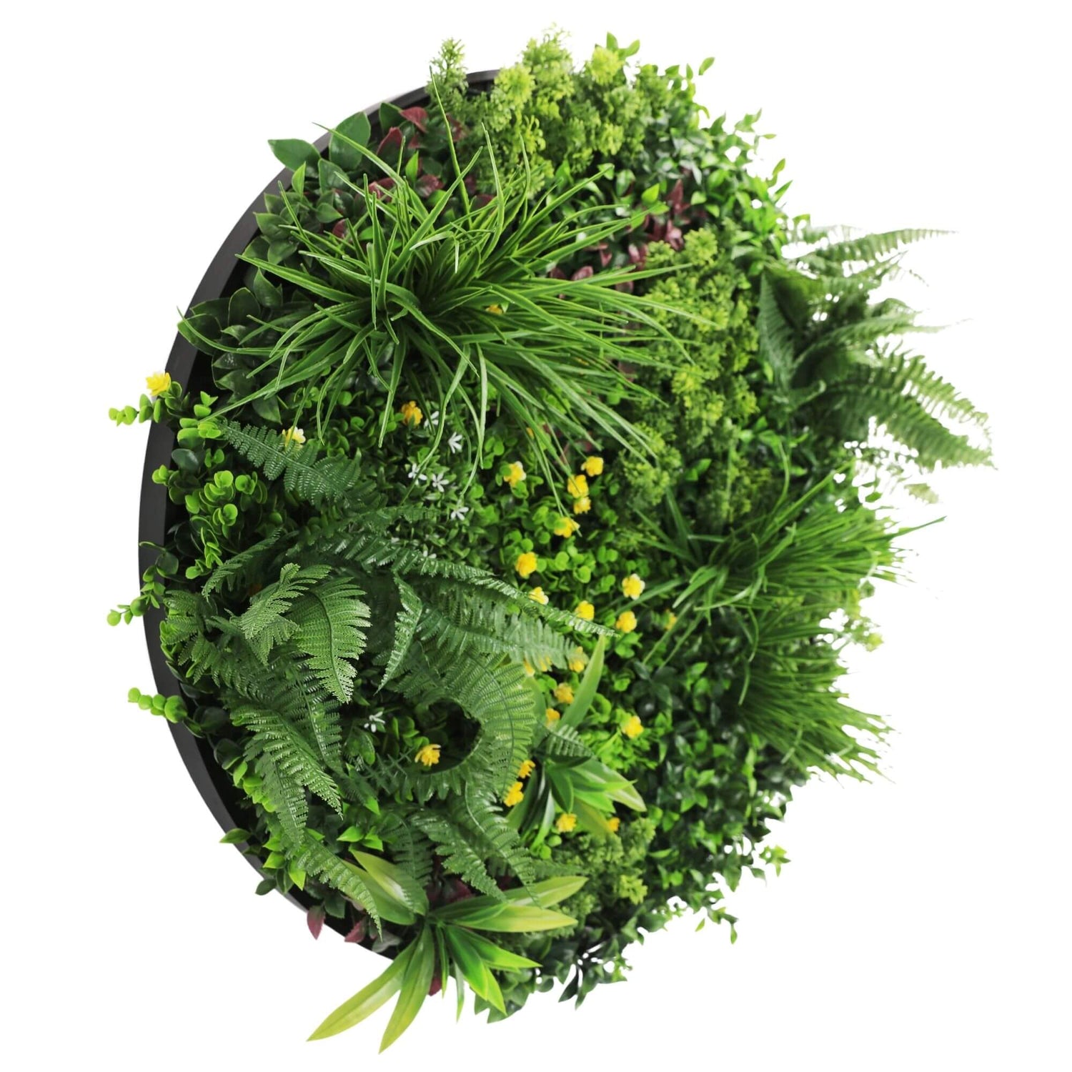 Round artificial green wall with various plants on a white background