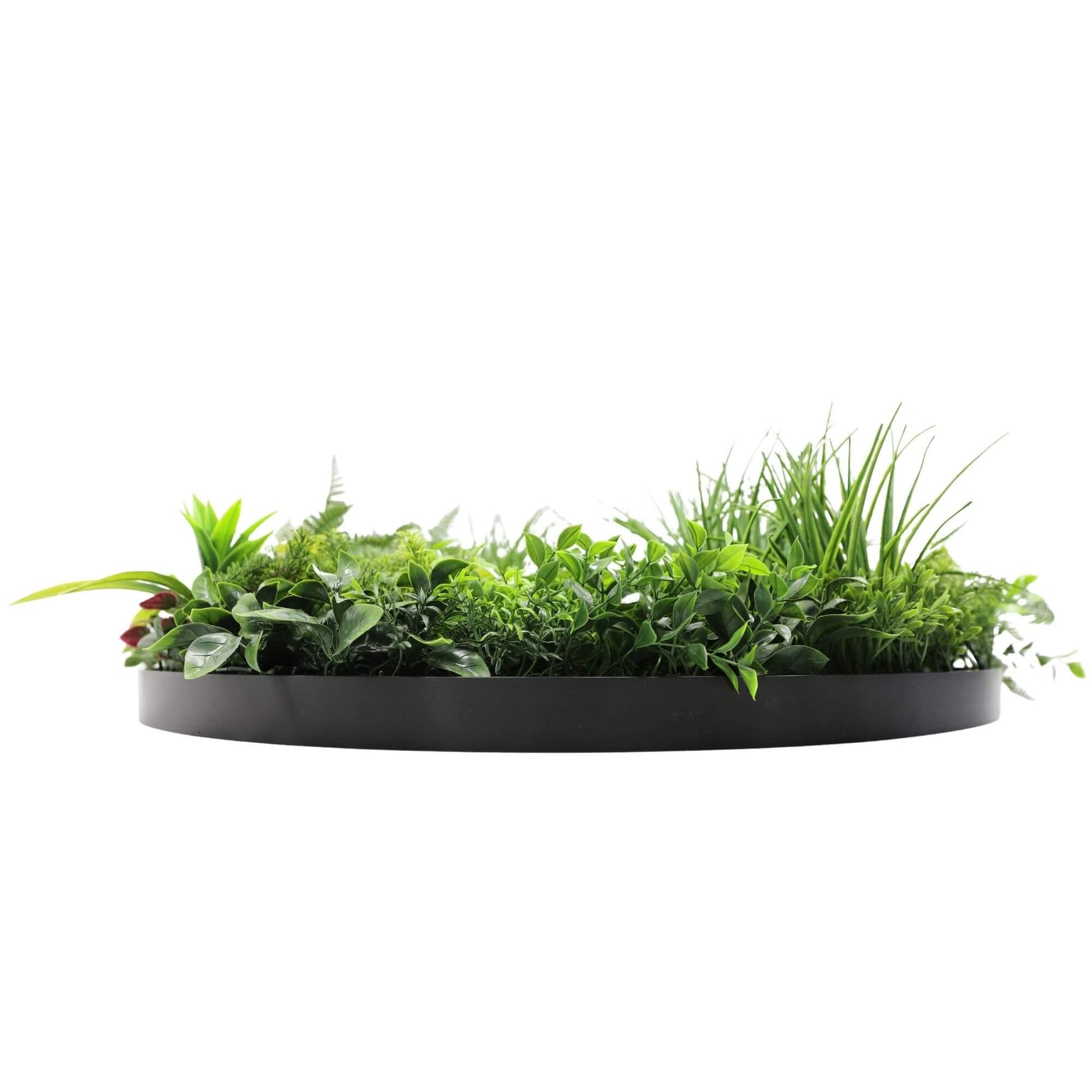 Round black planter with green plants on a white background