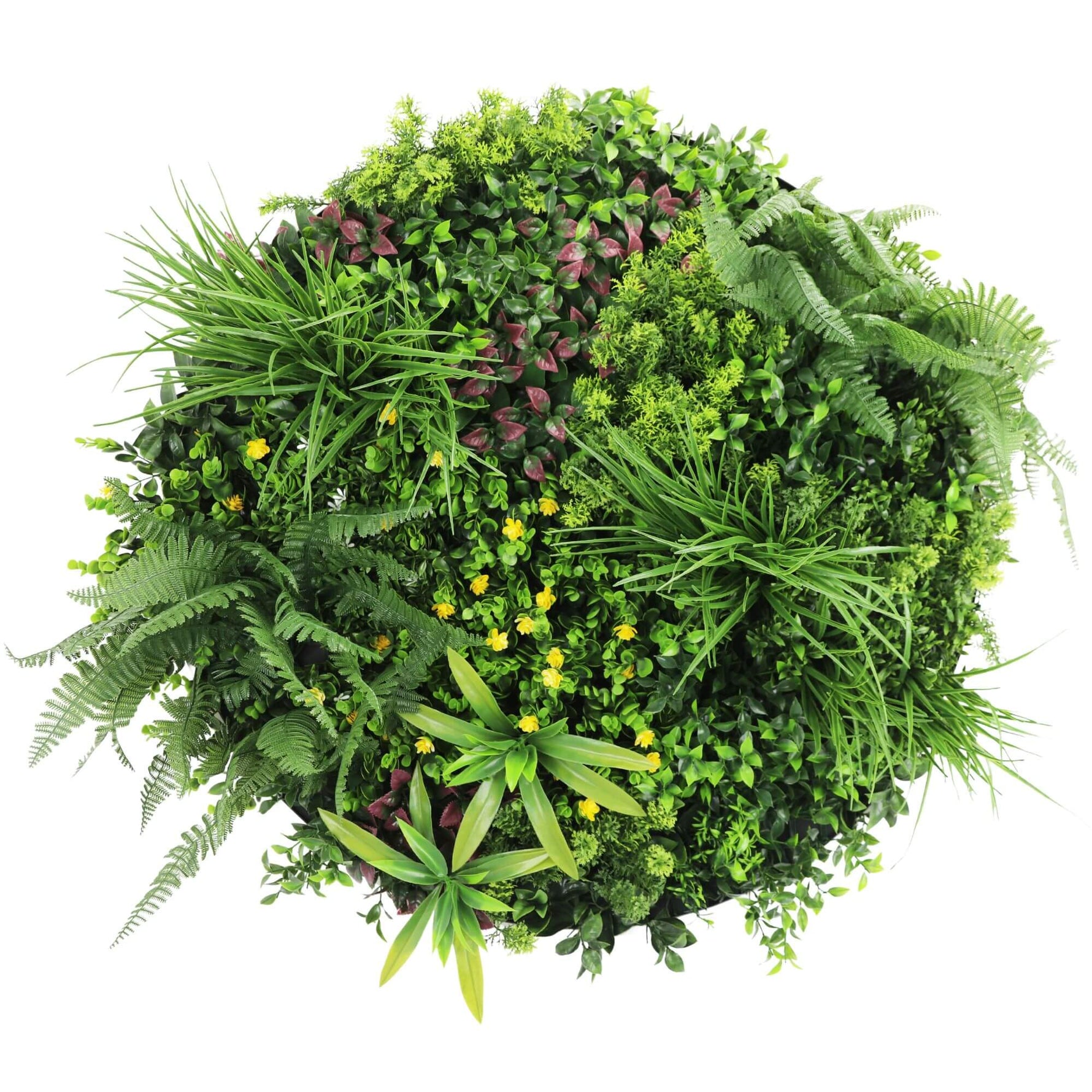 Top-down view of a lush green plant arrangement on a white background