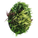Round arrangement of various green plants on a white background