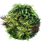 Round arrangement of green plants on a white background