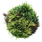 Round arrangement of various green plants on a white background