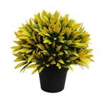 Potted plant with yellow leaves on a white background