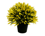 Potted plant with yellow leaves on a white background