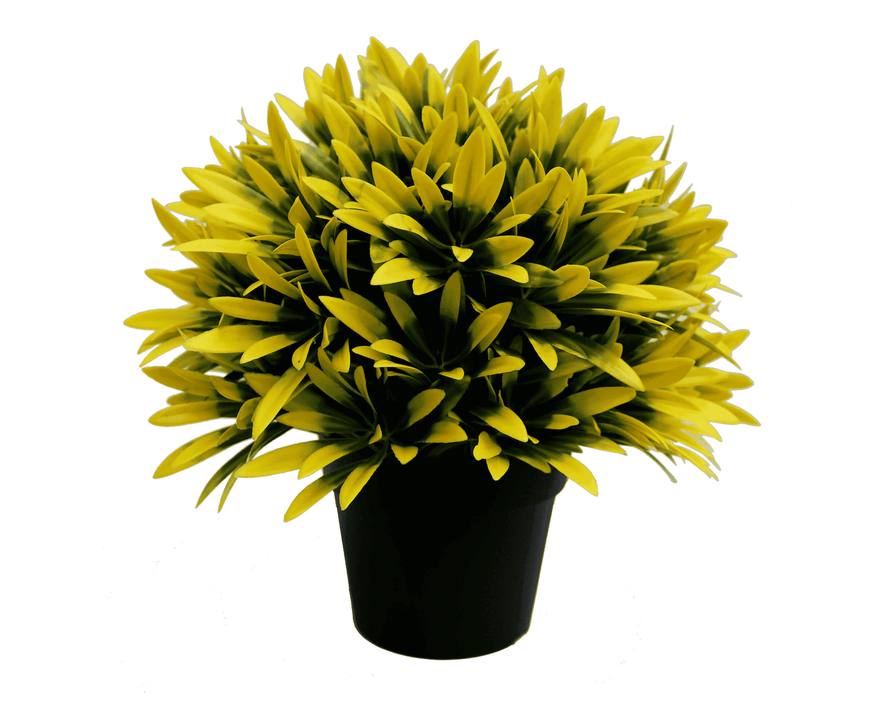 Potted plant with yellow leaves on a white background