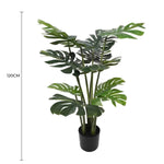 Potted plant with dimensions indicated on a white background