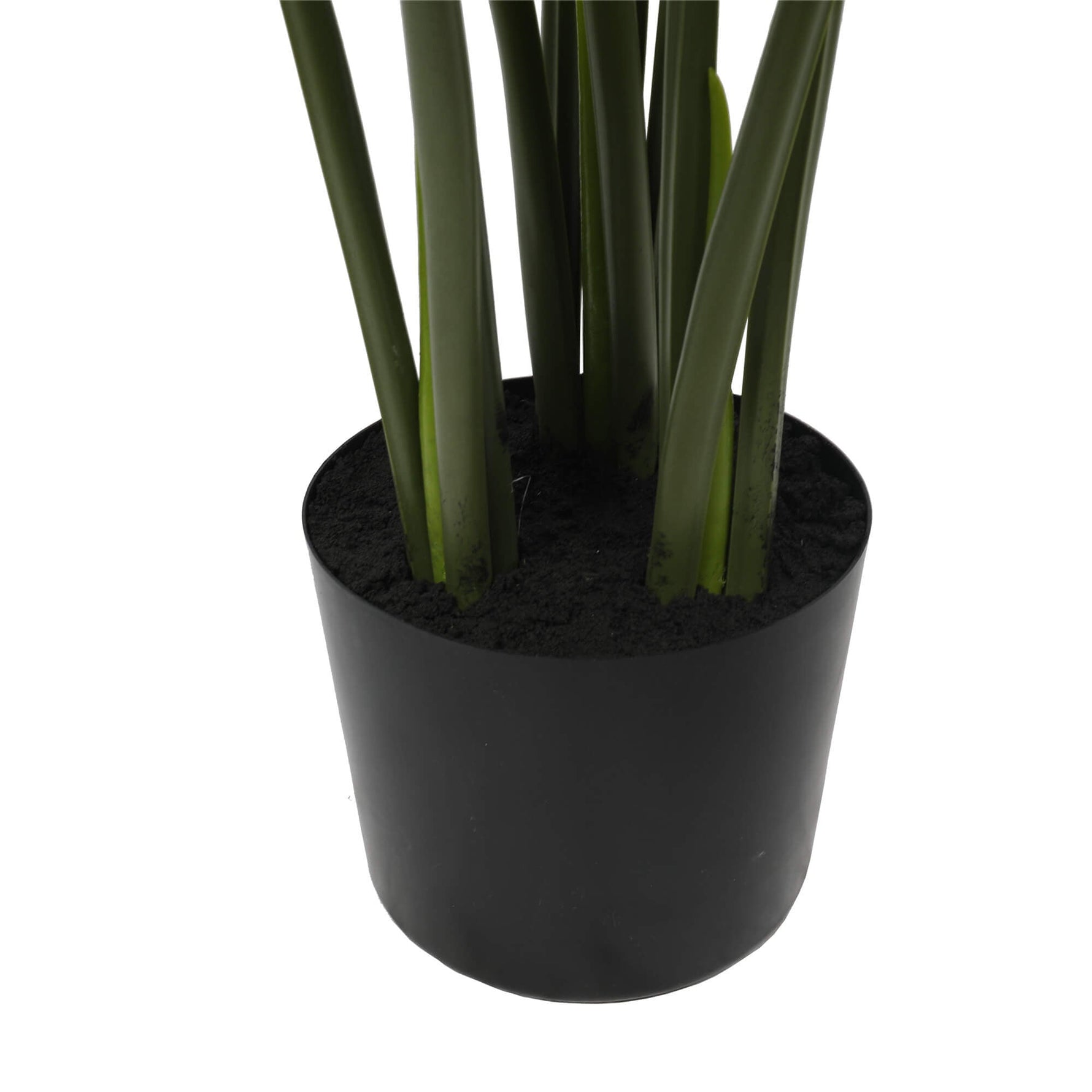 Black cylindrical pot with green plants on a white background
