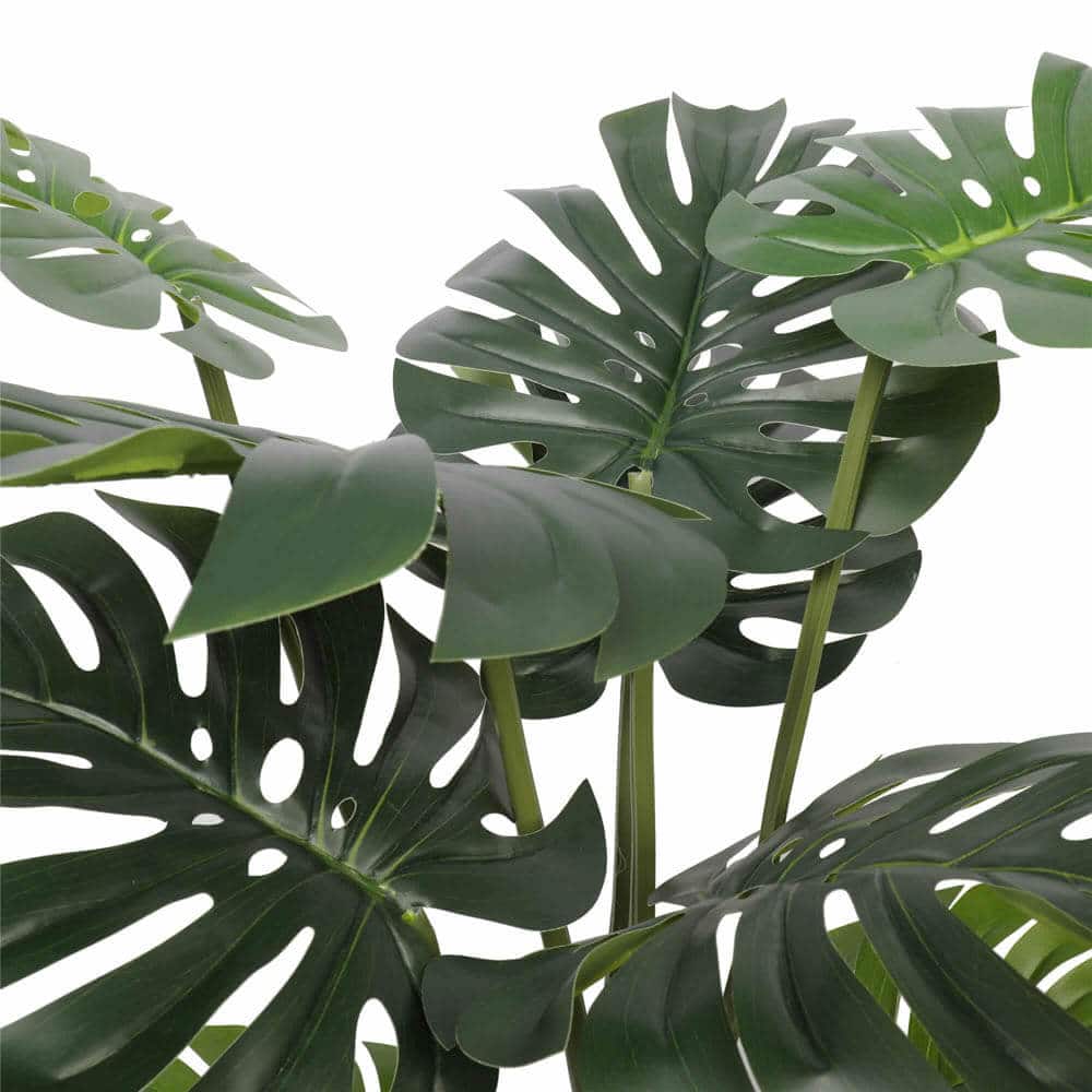 Close-up of green monstera leaves on a white background