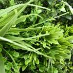 Sunlit Canopy artificial green wall panel 1m x 1m, foliage detail 2