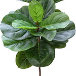 Close-up of a fiddle leaf fig plant with large green leaves on a white background