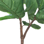 Close-up of a green leafy plant with a white background