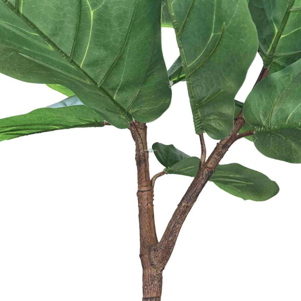 Close-up of a green leafy plant with a white background