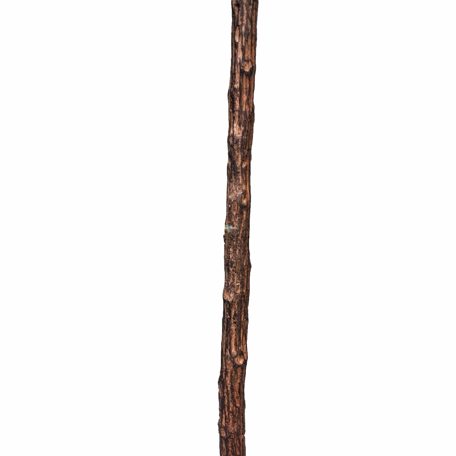 Single wooden stick on a white background