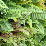 Tropical Hideaway artificial green wall panel 1m x 1m, foliage detail 1
