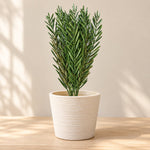 An artificial green plant with narrow, needle-like leaves in a textured cream-colored pot, set on a light wooden table against a beige wall with soft shadow patterns.