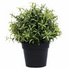 UV Potted Rosemary Herb Plant - 20cm