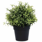 Potted plant with green leaves on a white background