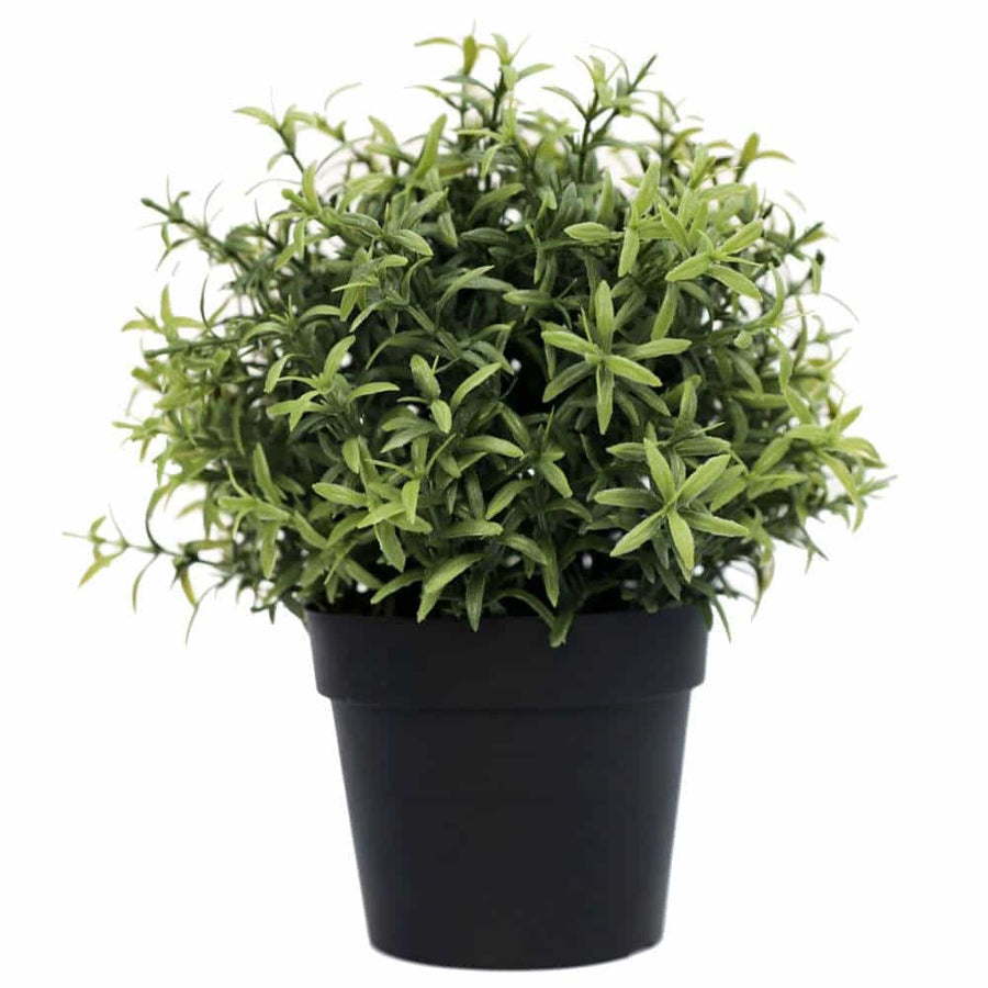 UV Potted Rosemary Herb Plant - 20cm