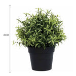 Potted plant with dimensions indicated on a white background