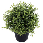 Potted green plant on a white background