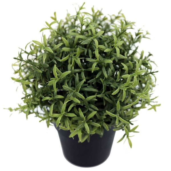 UV Potted Rosemary Herb Plant - 20cm — gallery image 3