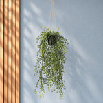 UV Resistant Artificial Hanging Pearls - 56cm Potted String of Pearls - Designer Vertical Gardens balcony decor hanging fern