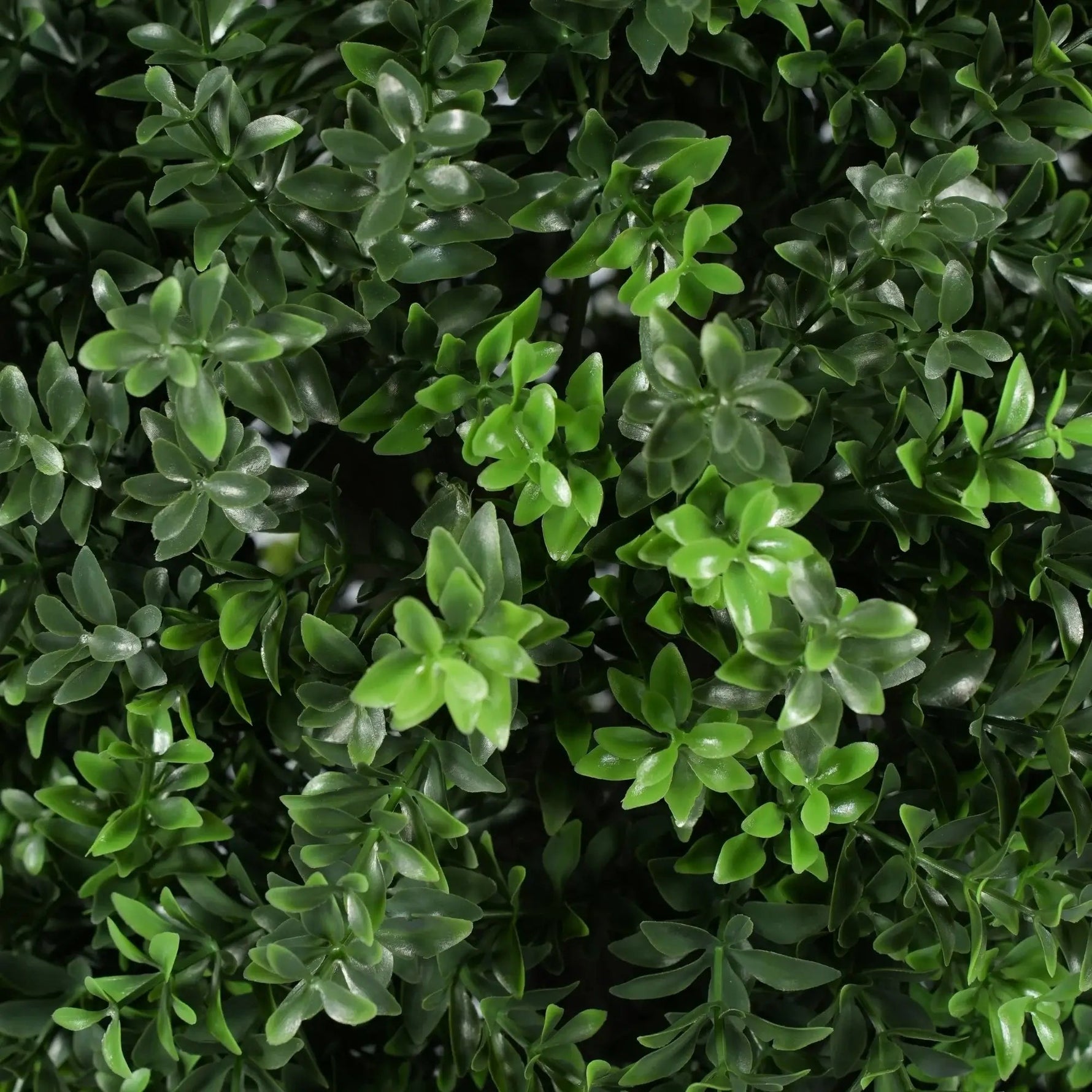 UV Resistant Artificial Topiary Shrub (Hedyotis) 50CM Mixed Green - Designer Vertical Gardens artificial garden wall plants artificial green wall australia