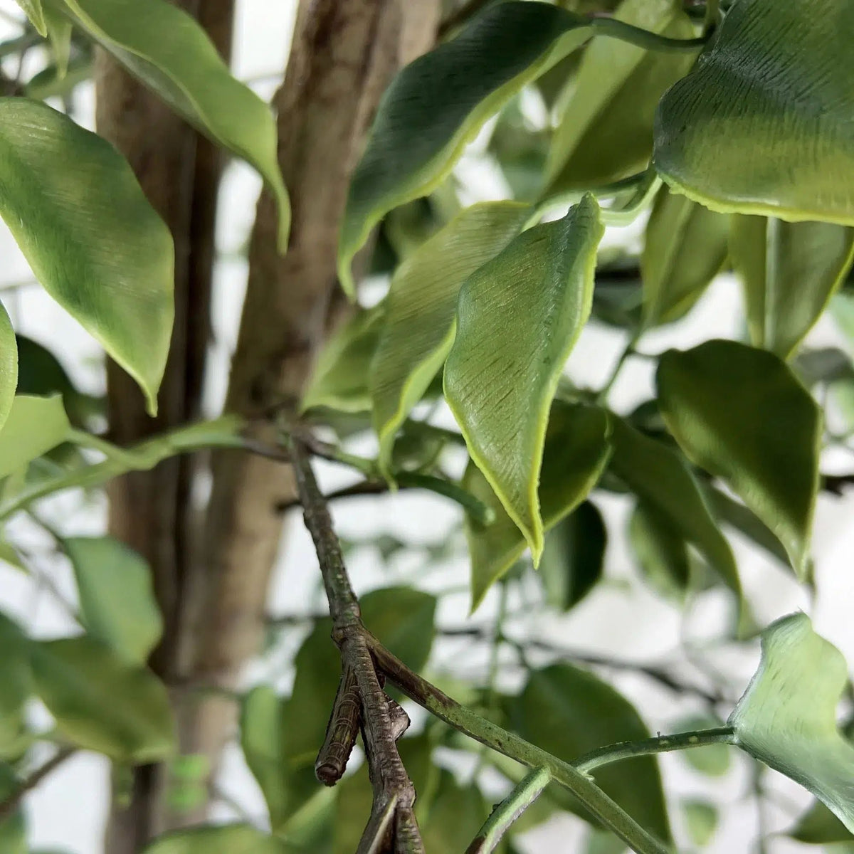 Very Beautiful Artificial Ficus Tree with UV Resistance 180cm - Designer Vertical Gardens Artificial Ficus artificial Ficus tree