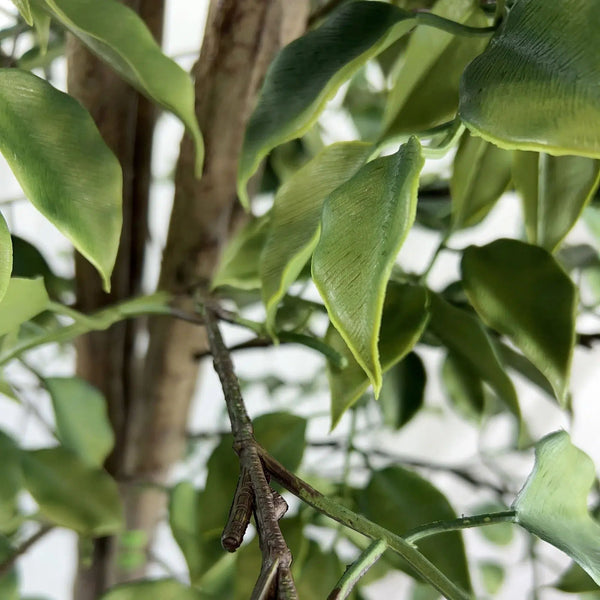 Artificial Ficus Tree 180cm - UV Resistant Premium Indoor/Outdoor Plant — gallery image 3