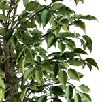 Very Beautiful Artificial Ficus Tree with UV Resistance 180cm - Designer Vertical Gardens Artificial Ficus artificial Ficus tree