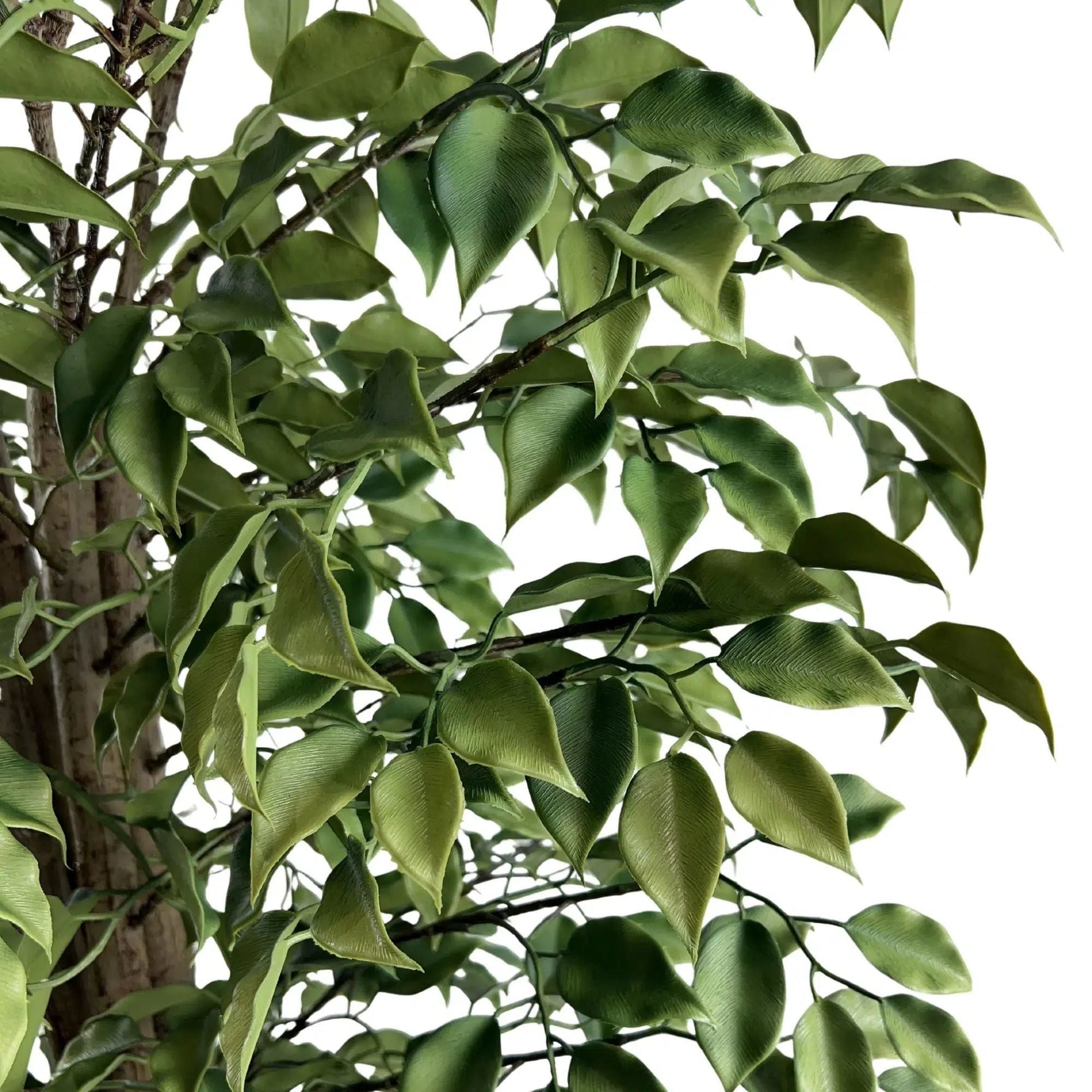 Very Beautiful Artificial Ficus Tree with UV Resistance 180cm - Designer Vertical Gardens Artificial Ficus artificial Ficus tree