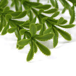 Close-up of green leaves on a white background