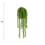Hanging green plant with a measurement label on a white background