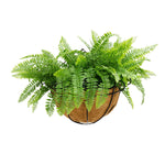 Fern plant in a woven basket on a white background