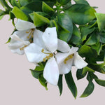 White Flowering Jasmine Artificial Stem 30cm - Designer Vertical Gardens artificial garden wall plants artificial green wall australia