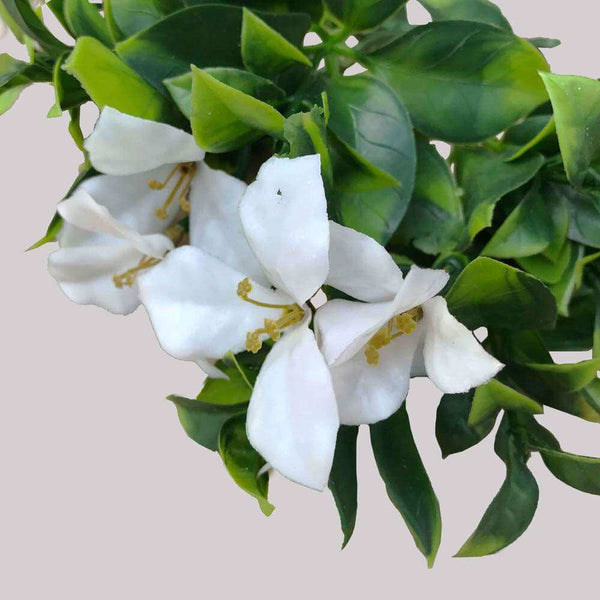 White Flowering Jasmine Artificial Stem 30cm