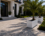 Modern house entrance with palm trees in white planters on a sunny day.