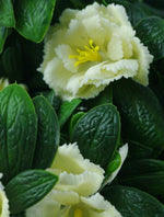 Close-up of a white flower with a yellow center surrounded by green leaves.