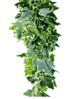 Green leafy garland on a white background