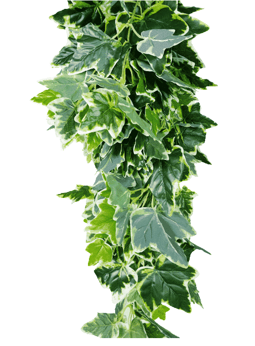 Green leafy garland on a white background