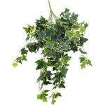 Hanging green leafy plant on a white background