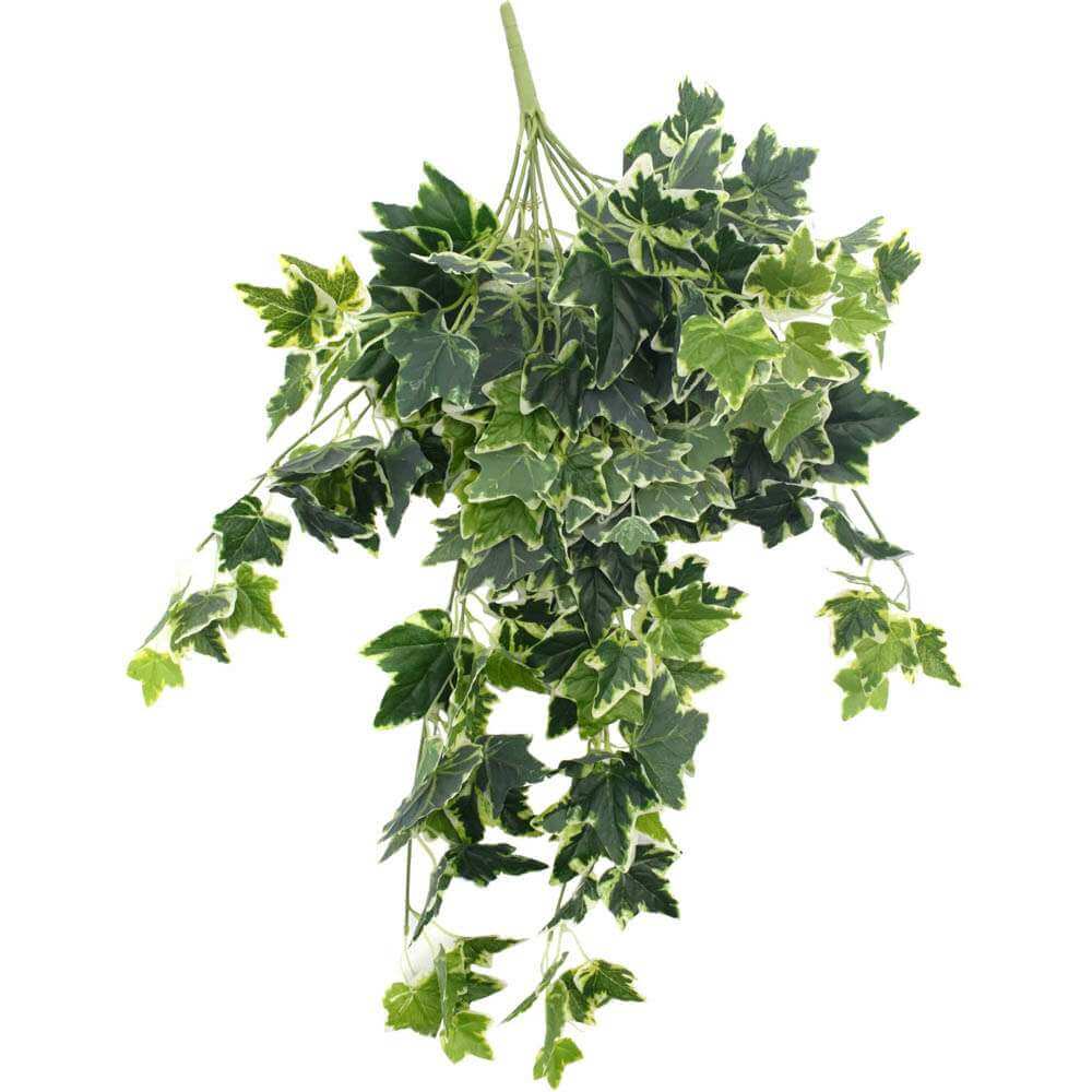 Hanging green leafy plant on a white background