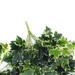 Close-up of green leafy branches on a white background
