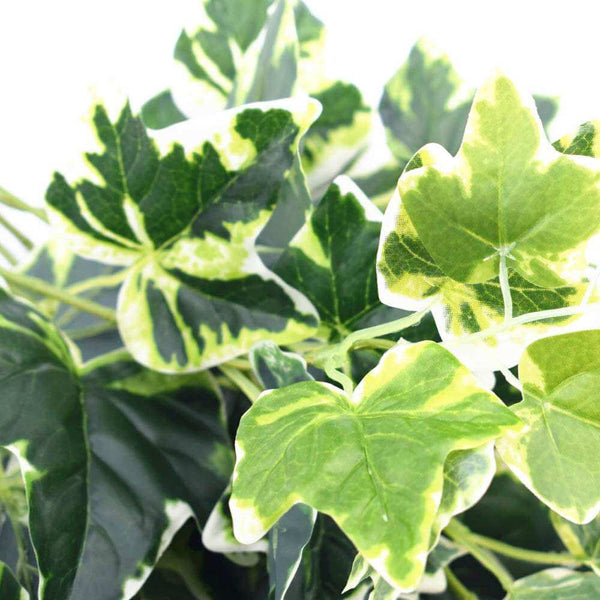 White Tipped Hanging Artificial Ivy Bush - 100cm — gallery image 7
