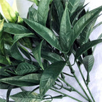 Close-up of green leaves on a white background