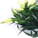Close-up of green leaves on a white background