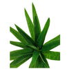 3 Pack - Aloe Vera Plant Stem 30cm - Designer Vertical Gardens artificial garden wall plants artificial green wall australia