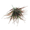 Load image into Gallery viewer, (5 Pack) Artificial Stem Brown Tipped Fake Grass Plant 35cm - Designer Vertical Gardens artificial green wall sydney artificial vertical garden melbourne