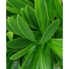 5 Pack - UV Rohdea Artificial Plant Stem - 27cm - Designer Vertical Gardens artificial garden wall plants artificial green wall australia